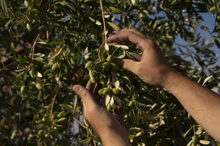 «<small class="fine d-inline"> </small>Non à la guerre<small class="fine d-inline"> </small>» : les producteurs d'huile d'olive espagnols redoutent les représailles de Trump