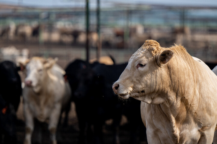 Aux États-Unis, la grippe aviaire infecte désormais les vaches et les chèvres