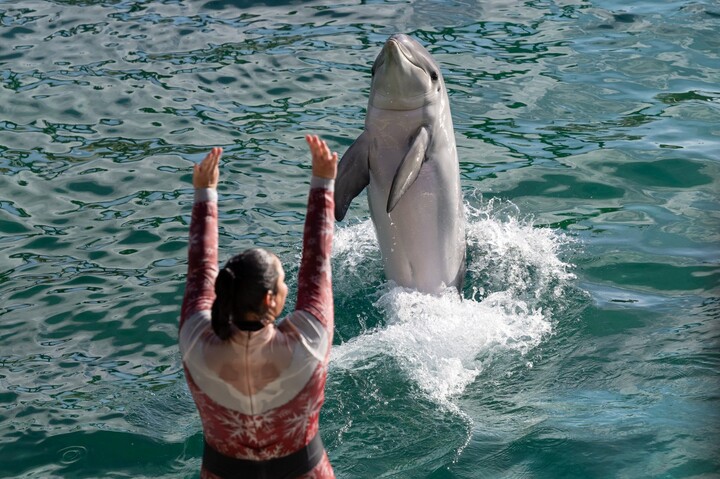 Dauphins du Marineland au zoo de Beauval : est-ce une bonne solution<small class="fine d-inline"> </small>?