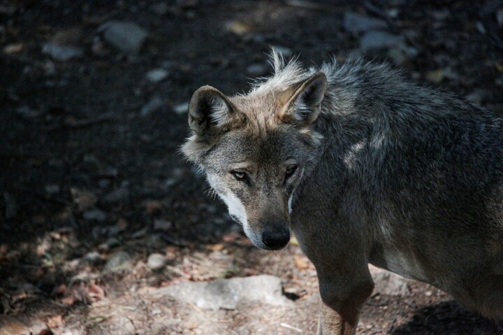 Loup : un projet d'arrêté en consultation pour faciliter les tirs