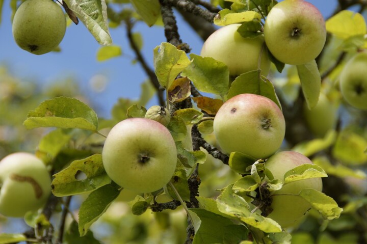 La consommation de bio redémarre doucement