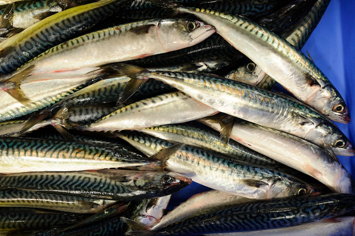 Les quotas de pêche de l'Union européenne ne correspondent plus à la réalité écologique