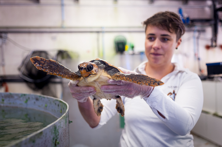 À la rescousse des tortues marines, agressées par les hélices de cargos et les déchets en plastique