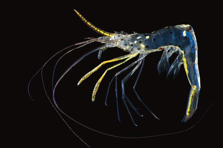 «<small class="fine d-inline"> </small>Océan, une plongée insolite<small class="fine d-inline"> </small>», une exposition sur les merveilles des mondes aquatiques