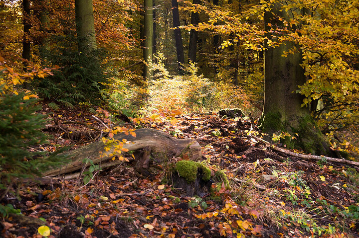 [<span class="caps">PODCAST</span>] Cinq émissions sur les forêts, par Radio Zinzine