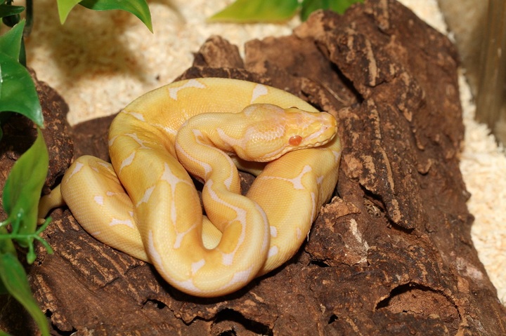Serpents, oiseaux, tortues : l'Europe doit cesser d'importer des animaux