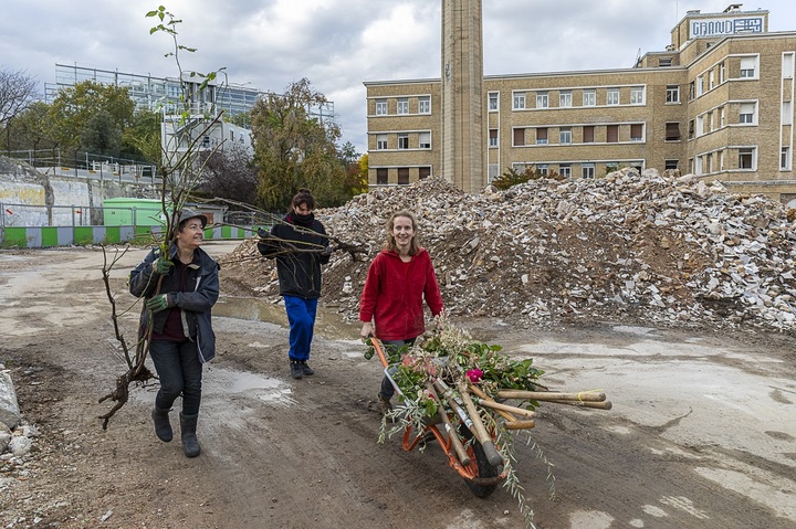 Rosiers centenaires, rhododendrons... Une myriade de plantes sauvées d'un gros chantier parisien