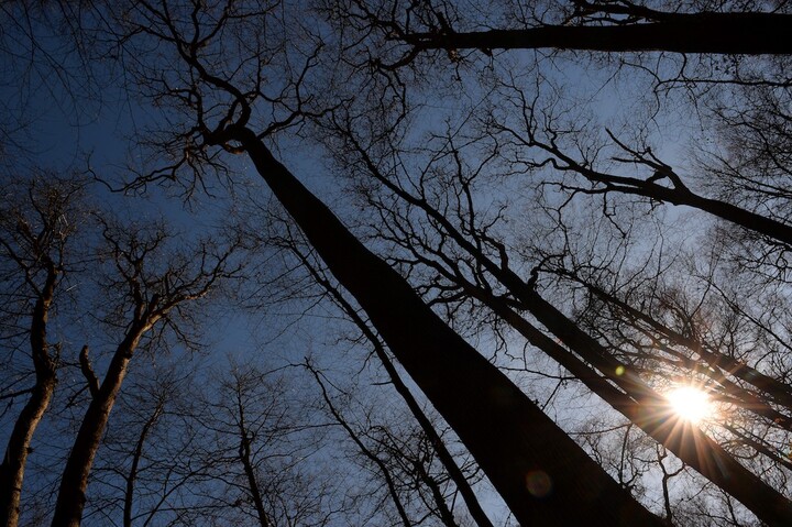 Ce que les arbres de Notre-Dame ont à nous dire