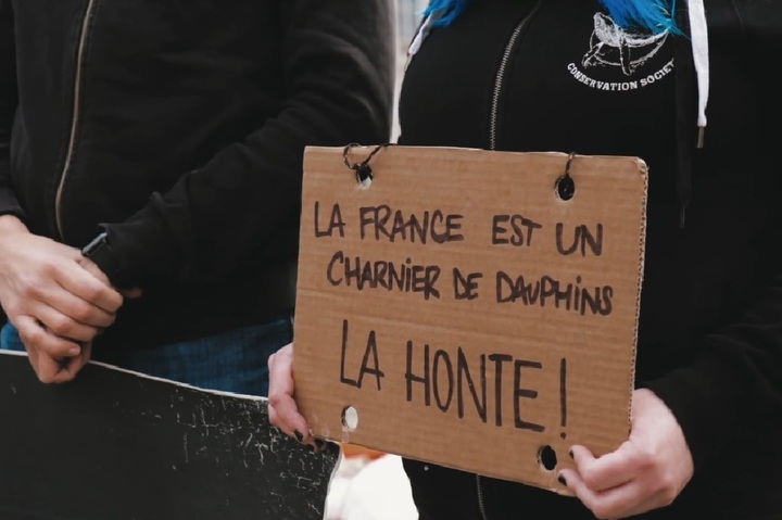 <span class="caps">FNE</span> saisit la justice pour forcer le gouvernement à protéger les dauphins victimes de la pêche