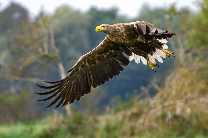 Chasse : les munitions en plomb empoisonnent les rapaces