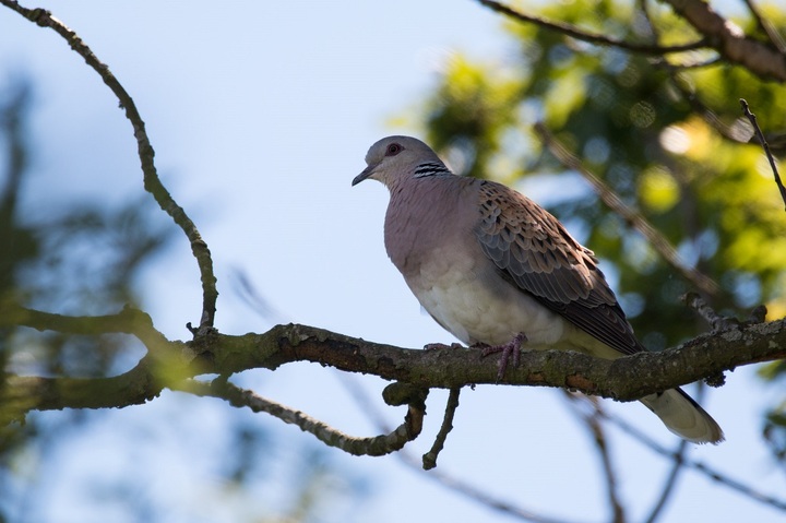 L'interdiction de la chasse à la tourterelle des bois prolongée jusqu'en 2023