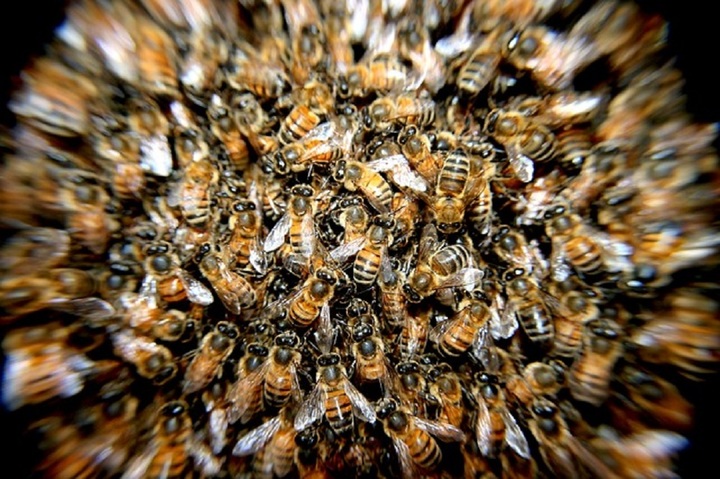 En ce printemps, les abeilles de France sont au plus mal