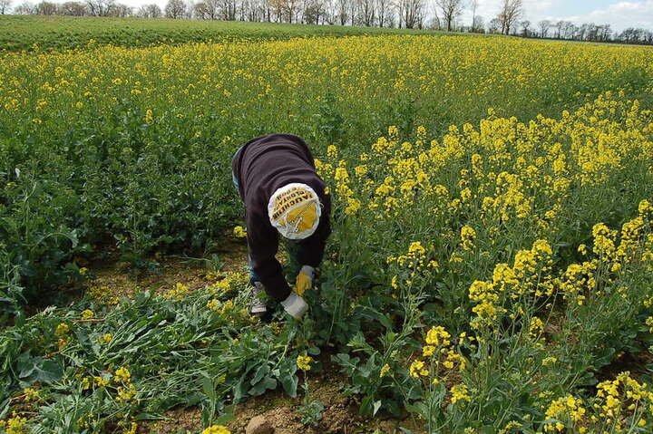 Les Faucheurs volontaires agissent à Vienne contre les <span class="caps">OGM</span> camouflés en mutagenèse