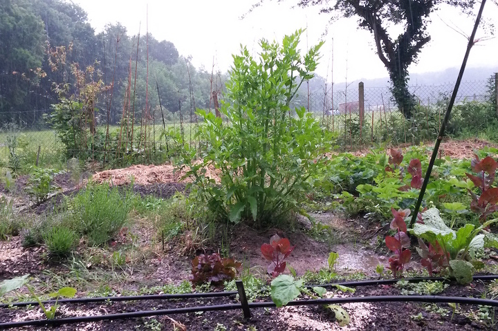 Malgré la pluie, le Jardin sans pétrole s'épanouit en couleurs