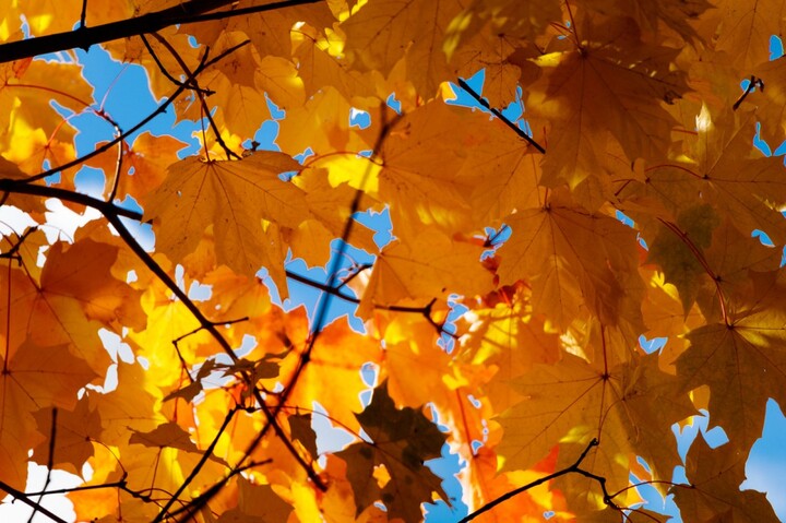 Presque 30 °C dans les Pyrénées, record de chaleur battu pour un mois de novembre