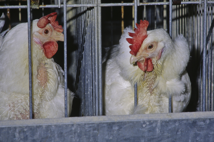 Poules en cage : la restauration collective s'en détourne