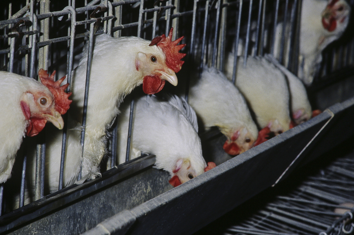 Grippe aviaire : des scientifiques du monde entier demandent des actions urgentes