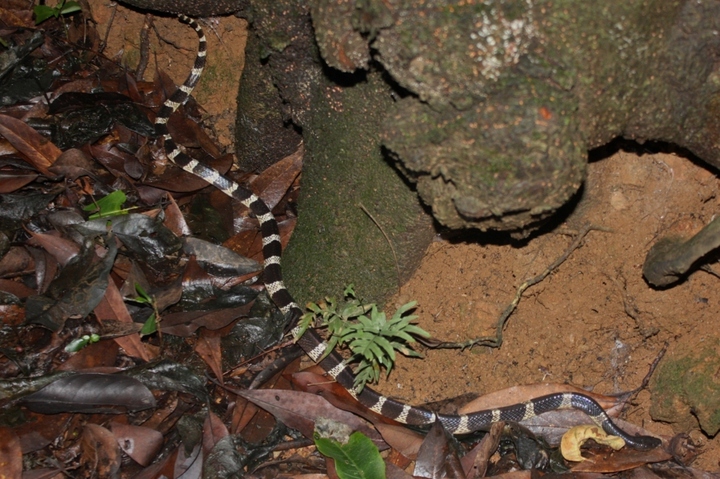 Vipères, cobras... Les humains pourraient être plus exposés aux serpents venimeux à cause du réchauffement climatique