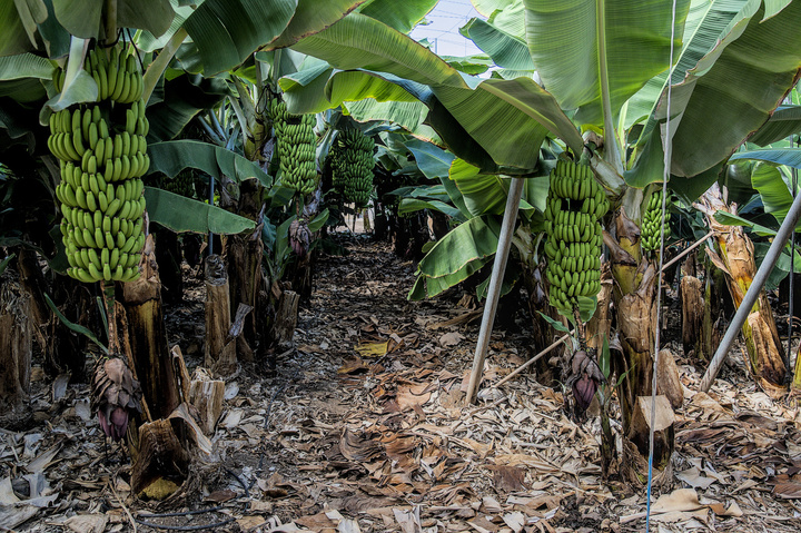 Aux Canaries, la banane est en crise