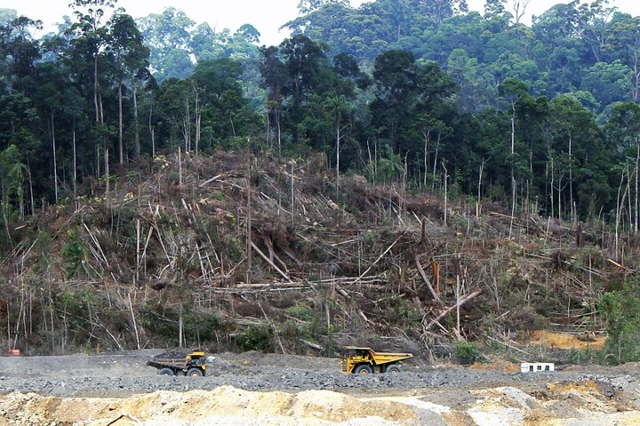 Europe : report d'un an de la lutte contre la déforestation importée
