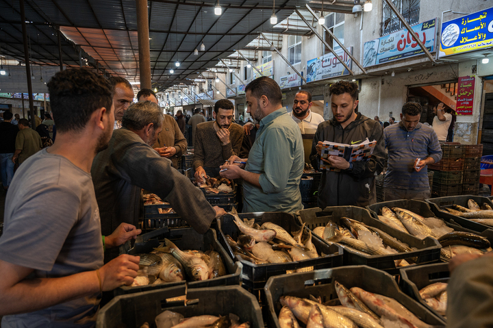 Sous testostérone, les poissons d'élevage égyptiens bientôt importés en Europe