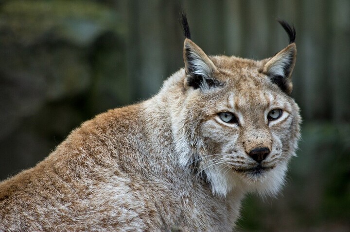 Lynx, flamants roses... Quand on protège (vraiment) des espèces, elles se rétablissent