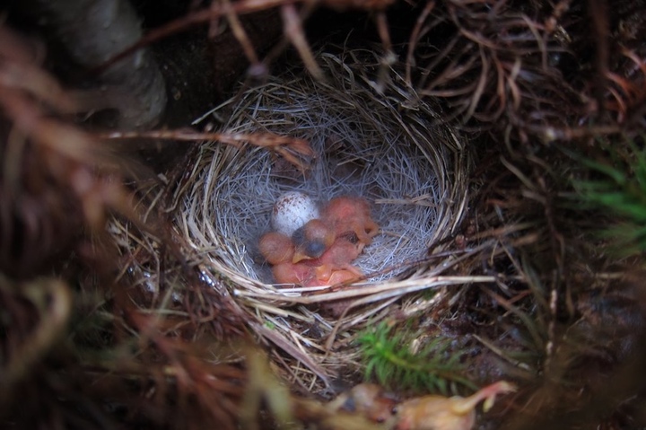 Les oiseaux pourraient utiliser des objets comme épouvantail