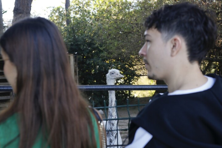 «<small class="fine d-inline"> </small>Un lionceau saisi dans un garage<small class="fine d-inline"> </small>» : que deviennent les animaux sauvés du trafic<small class="fine d-inline"> </small>?