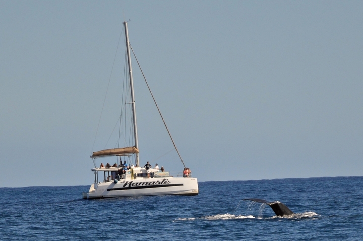 À La Réunion, baleines et dauphins sont cernés par les touristes
