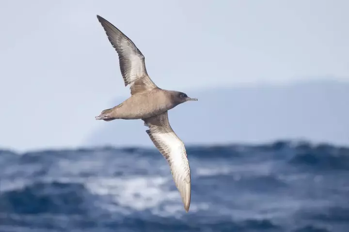 Nourris au plastique, des bébés oiseaux souffrent de démence