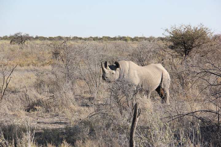 Un refuge de biodiversité ravagé par les flammes en Namibie
