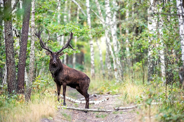 Chasser le cerf élaphe dès le mois de juin<small class="fine d-inline"> </small>? «<small class="fine d-inline"> </small>Ce n'est vraiment pas la bonne saison<small class="fine d-inline"> </small>»