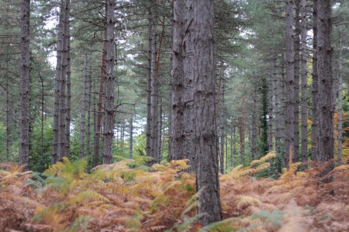 Climat : les États misent sur la séquestration du carbone plutôt que de sauver les forêts