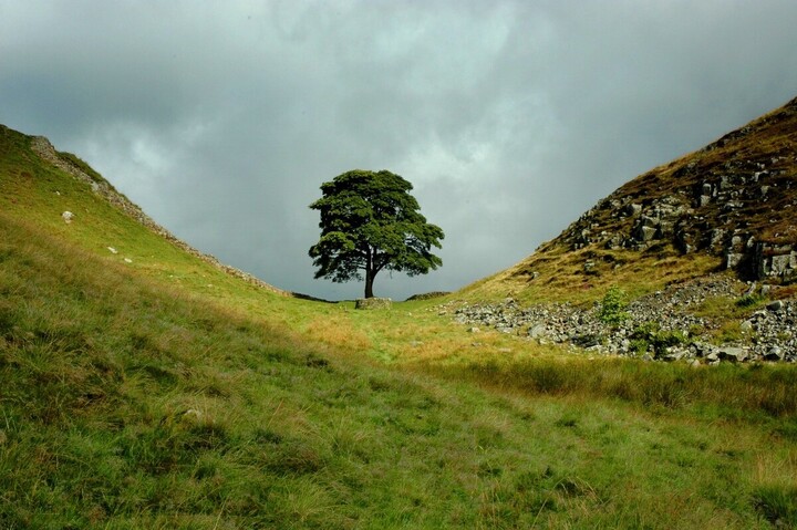 Deux hommes en prison pour avoir coupé l'arbre le plus célèbre d'Angleterre