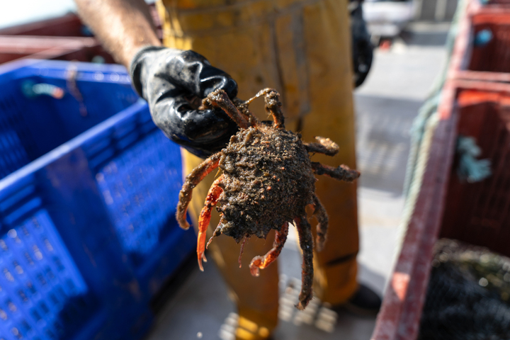 Les araignées de mer font le malheur des éleveurs de moules