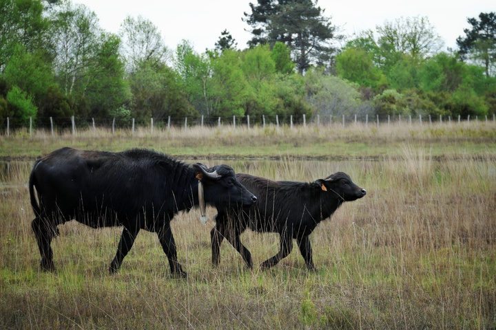 «<small class="fine d-inline"> </small>Les voilà<small class="fine d-inline"> </small>!<small class="fine d-inline"> </small>» Ces huit buffles réintroduits pour sauver les Landes de Gascogne 