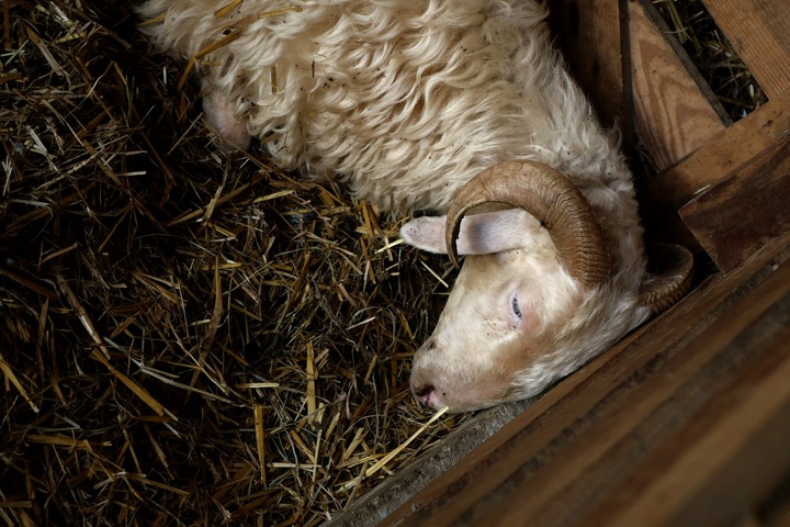 «<small class="fine d-inline"> </small>Je ramasse des cadavres tous les jours<small class="fine d-inline"> </small>» : en Ariège, un virus décime les troupeaux