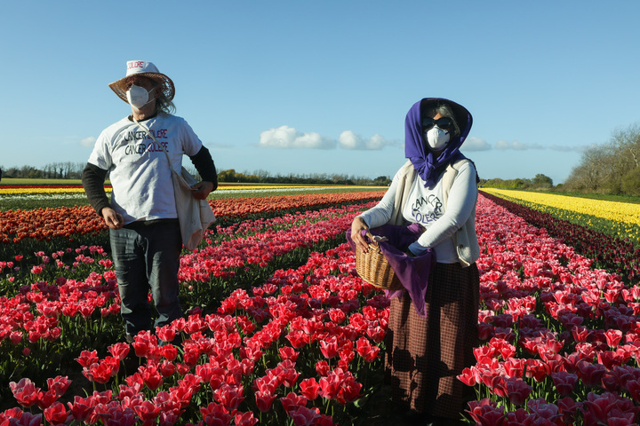 Ces militants sèment des fleurs résistantes aux pesticides dans un énorme champ de tulipes