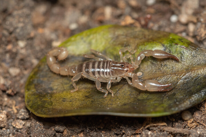 Une incroyable découverte : une centaine de nouvelles espèces identifiées en Guadeloupe