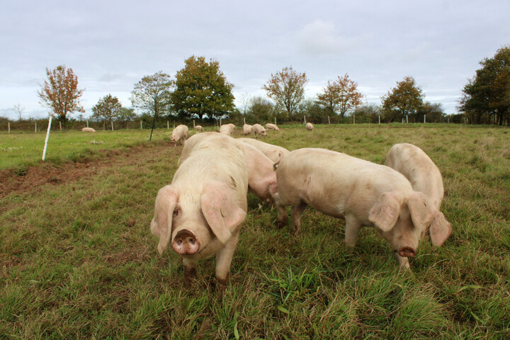 «<small class="fine d-inline"> </small>Blancs de l'Ouest<small class="fine d-inline"> </small>» : les éleveurs de cochons gagnent en justice contre l'extrême droite