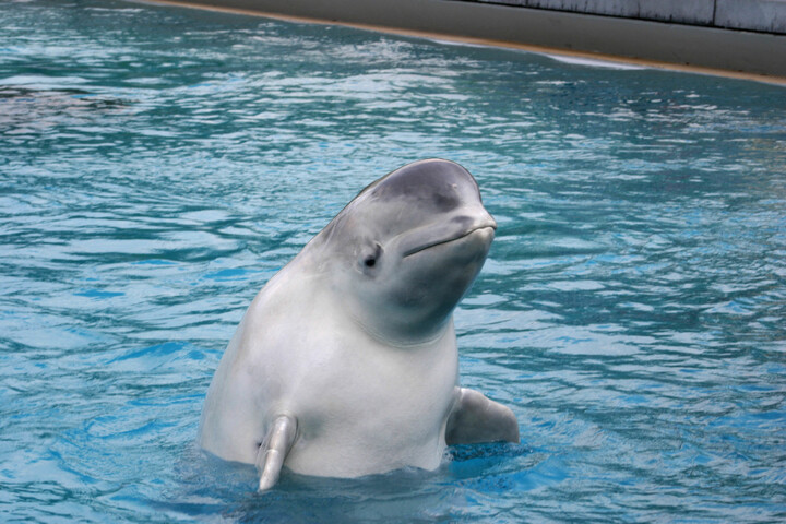 Marineland en crise : 30 baleines blanches menacées d'euthanasie