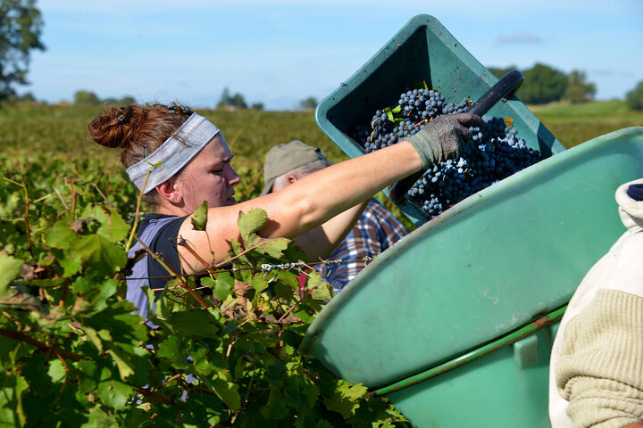 Les droits de douane de Trump font trembler les vignobles français