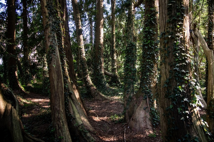 Thuya aux 80 troncs, arbre aux mouchoirs... Ce joyau des forêts sera-t-il lâché par l'État<small class="fine d-inline"> </small>?