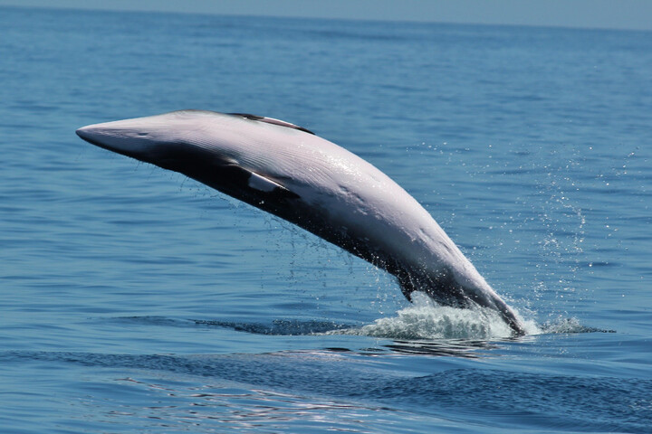 L'Islande réautorise la chasse à la baleine jusqu'en 2029