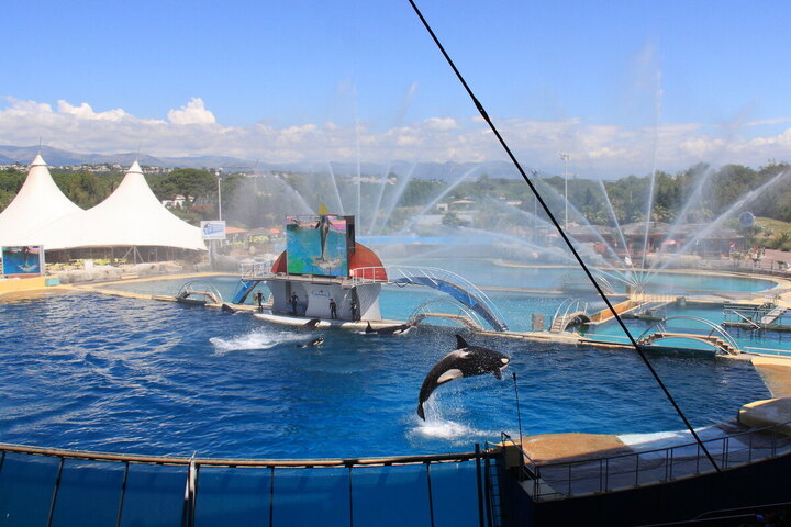 Fermeture du Marineland d'Antibes : l'avenir des animaux inquiète