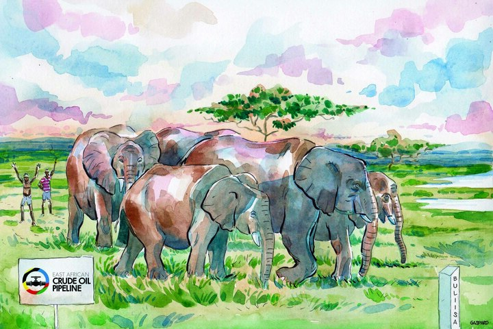 Éléphants en fuite, habitants en danger : l'envers du pipeline de Total en Ouganda