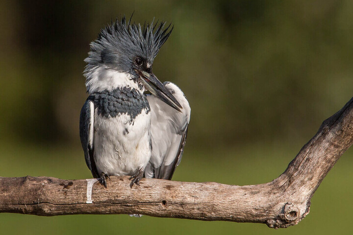 La célébrité d'un oiseau rare trouble la tranquillité d'un village breton