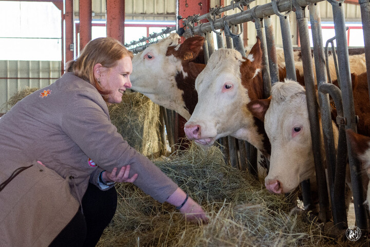 Dermatose bovine : trois mois plus tard, «<small class="fine d-inline"> </small>on ne digère pas, on n'oublie pas<small class="fine d-inline"> </small>»