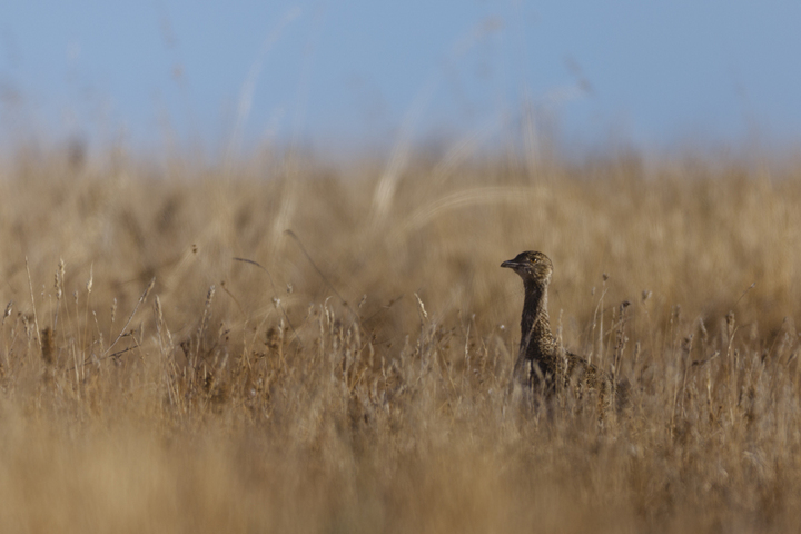 Sainte-Soline : une plainte pour destruction de l'habitat d'oiseaux protégés