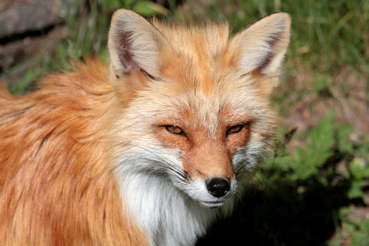 Renard : les raisons d'une cohabitation toujours difficile
